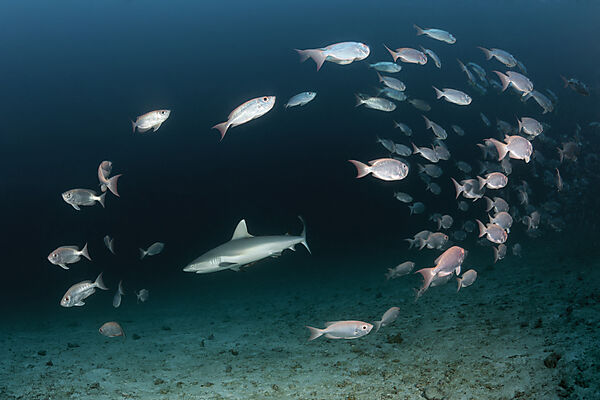 Grey Reef shark hunts Crescent-tail Bigeye, Priacanthus hamrur, Ari Atoll, Indian Ocean, Maldives