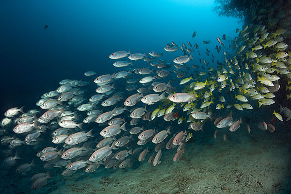 Shoal of Crescent-tail Bigeye, Priacanthus hamrur, Ari Atoll, Indian Ocean, Maldives