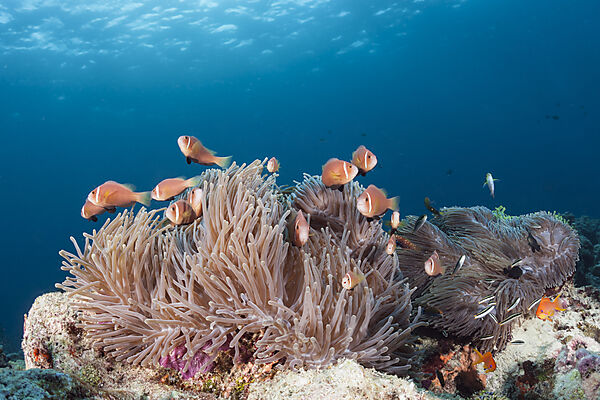 Maldives Anemonefishes, Amphiprion nigripes, Felidhu Atoll, Indian Ocean, Maldives