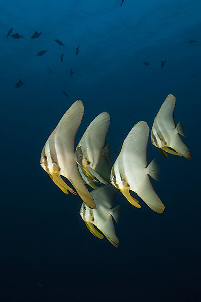 Shoal of Longfin Batfish, Platax teira, Ari Atoll, Indian Ocean, Maldives