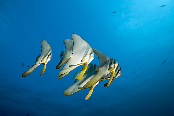 Shoal of Longfin Batfish, Platax teira, Ari Atoll, Indian Ocean, Maldives