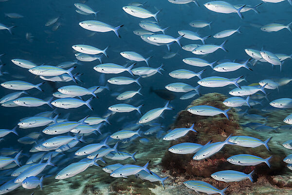 Shoal of Neon Fusilier, Pterocaesio tile, Ari Atoll, Indian Ocean, Maldives