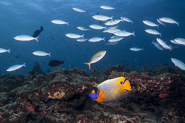 Shoal of Neon Fusilier and Yellowmask Angelfish, Pterocaesio tile, Pomacanthus xanthometopon, Ari Atoll, Indian Ocean, Maldives