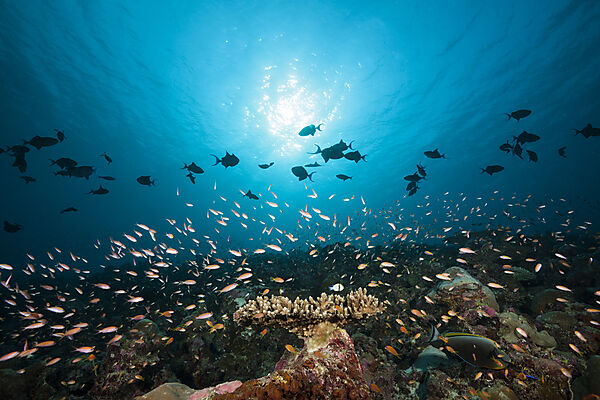 Redtooth Triggerfishes and Coral reef, Odonus niger, Ari Atoll, Indian Ocean, Maldives