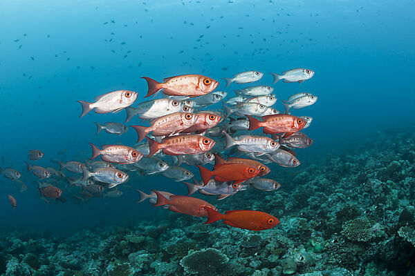 Shoal of Crescent-tail Bigeye, Priacanthus hamrur, Ari Atoll, Indian Ocean, Maldives