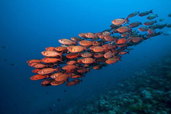 Shoal of Crescent-tail Bigeye, Priacanthus hamrur, Ari Atoll, Indian Ocean, Maldives