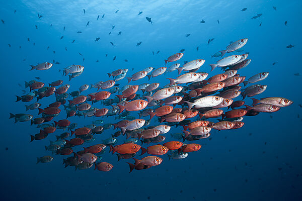 Shoal of Crescent-tail Bigeye, Priacanthus hamrur, Ari Atoll, Indian Ocean, Maldives