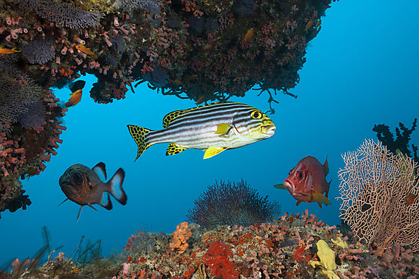 Orientalische Suesslippe und Grossdorn-Husarenfisch, Plectorhinchus vittatus, Sargocentron spiniferum, Sued Male Atoll, Indischer Ozean, Malediven