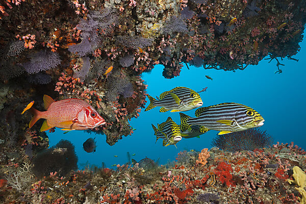 Oriental Sweetlip and Longjaweed Squirrelfish, Plectorhinchus vittatus, Sargocentron spiniferum, South Male Atoll, Indian Ocean, Maldives