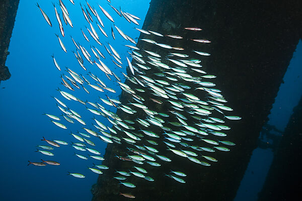 Schwarm Neon-Fuesiliere in Schiffswrack, Pterocaesio tile, Ari Atoll, Indischer Ozean, Malediven