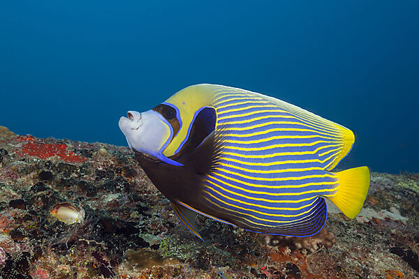 Emperor Angelfish, Pomacanthus imperator, South Male Atoll, Indian Ocean, Maldives