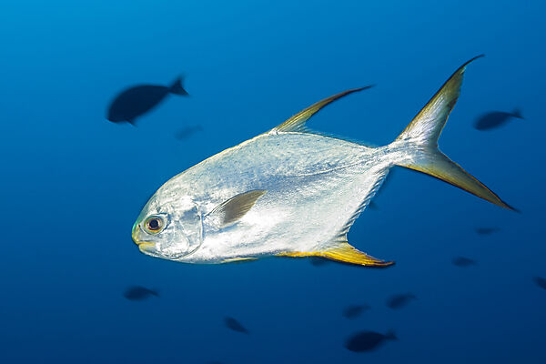 Trachinotus blochii, Snubnose pompano , South Male Atoll, Indian Ocean, Maldives
