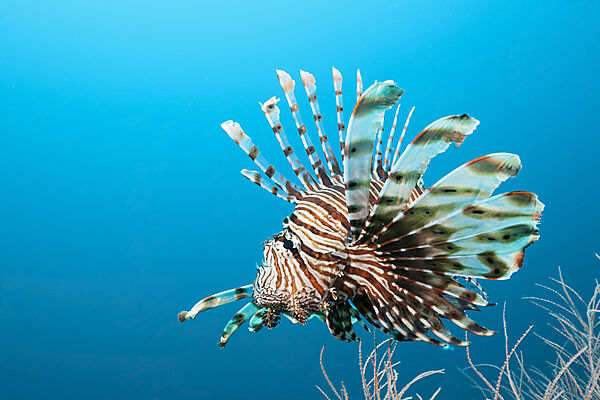 Devil Firefish, Pterois Miles, Felidhu Atoll, Indian Ocean, Maldives