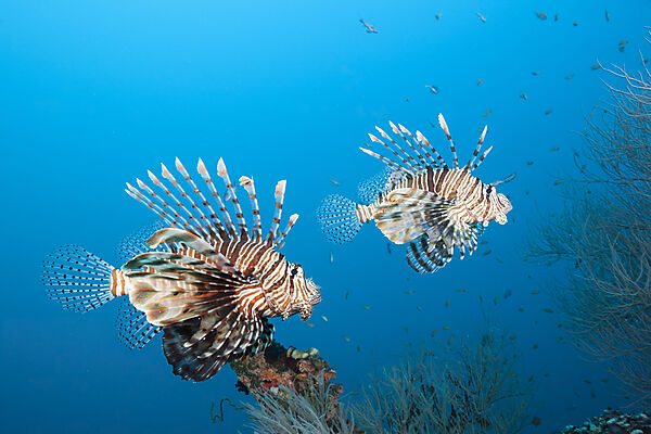Devil Firefish, Pterois Miles, Felidhu Atoll, Indian Ocean, Maldives