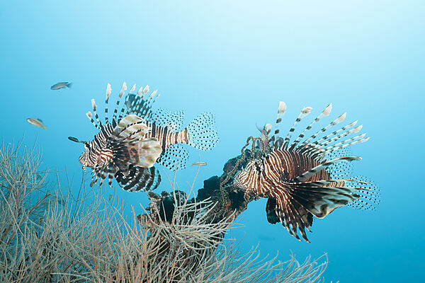 Devil Firefish, Pterois Miles, Felidhu Atoll, Indian Ocean, Maldives