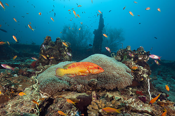 Coral Grouper, Cephalopholis miniata, North Male Atoll, Indian Ocean, Maldives