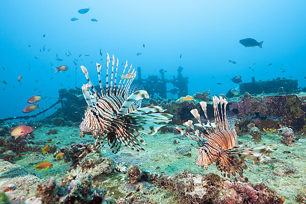Devil Firefish, Pterois Miles, Felidhu Atoll, Indian Ocean, Maldives