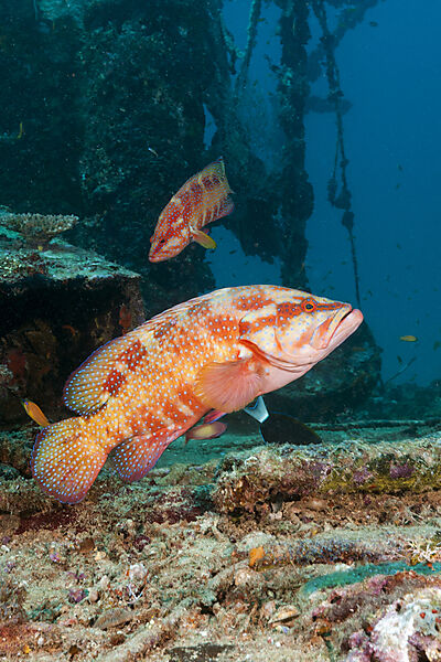Coral Grouper, Cephalopholis miniata, North Male Atoll, Indian Ocean, Maldives