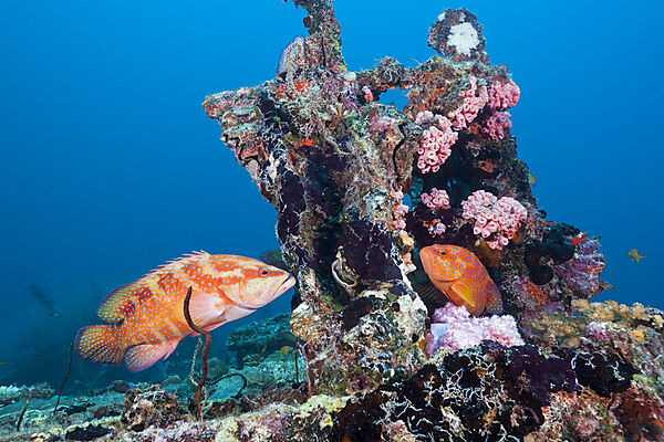 Coral Grouper, Cephalopholis miniata, North Male Atoll, Indian Ocean, Maldives