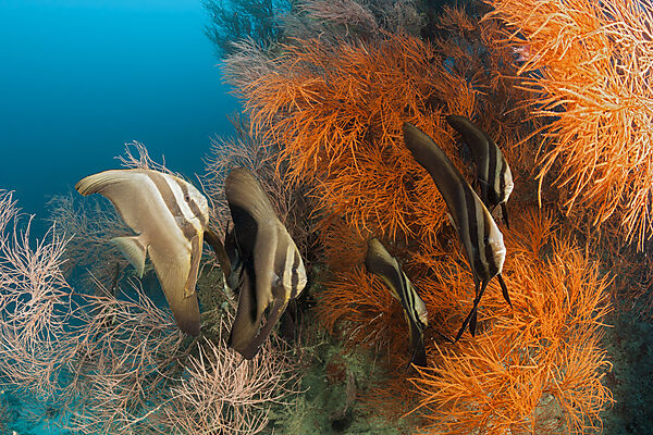 Shoal of Longfin Batfish, Platax teira, Ari Atoll, Indian Ocean, Maldives