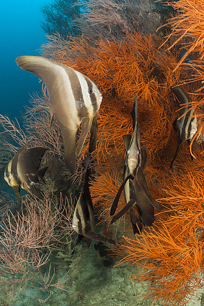 Shoal of Longfin Batfish, Platax teira, Ari Atoll, Indian Ocean, Maldives