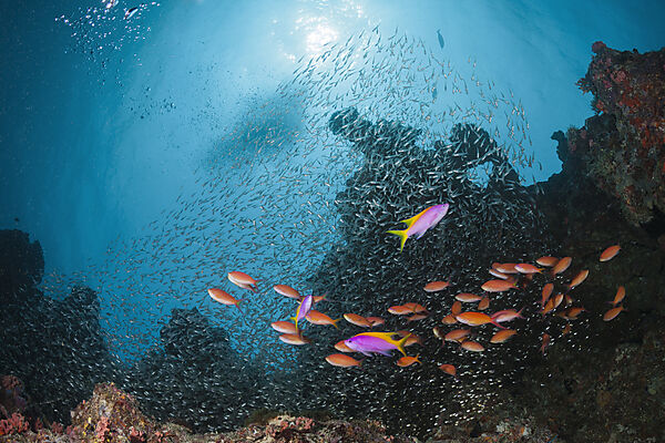 Colored Coral Reef, North Male Atoll, Indian Ocean, Maldives
