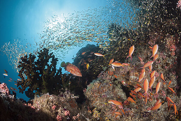 Colored Coral Reef, North Male Atoll, Indian Ocean, Maldives
