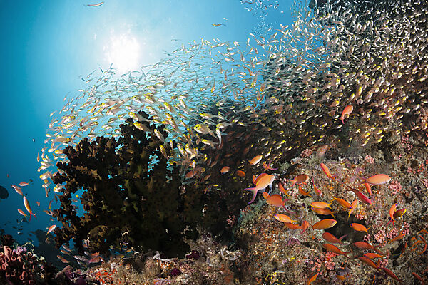 Colored Coral Reef, North Male Atoll, Indian Ocean, Maldives