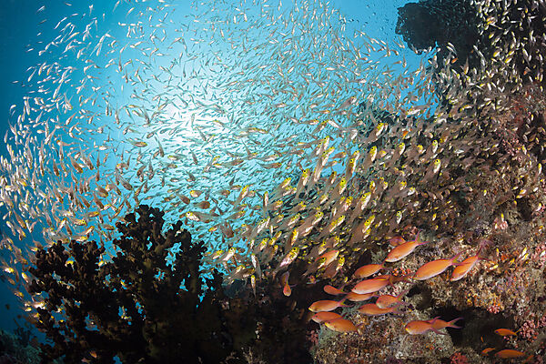 Buntes Korallenriff, Nord Male Atoll, Indischer Ozean, Malediven