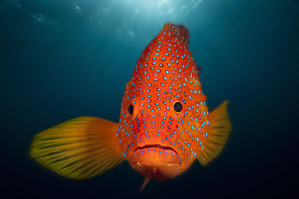 Juwelen-Zackenbarsch, Cephalopholis miniata, Nord Male Atoll, Indischer Ozean, Malediven