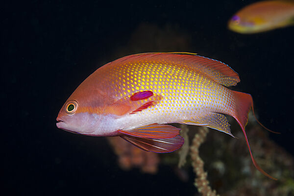 Harems-Fahnenbarsche, Pseudanthias squamipinnis, Nord Male Atoll, Indischer Ozean, Malediven