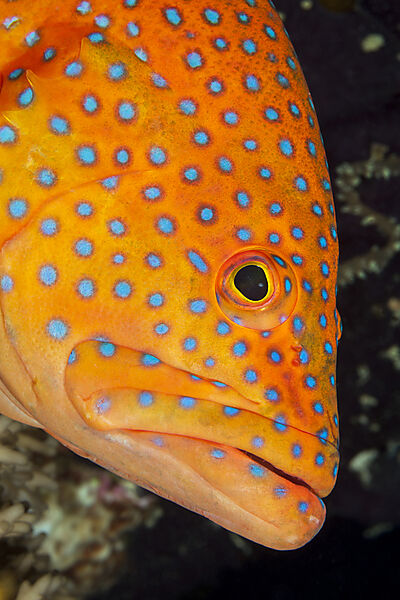 Juwelen-Zackenbarsch, Cephalopholis miniata, Nord Male Atoll, Indischer Ozean, Malediven