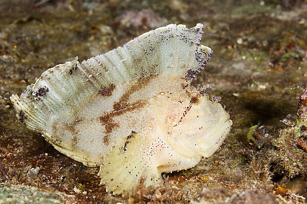 Gelber Schaukelfisch, Taenionotus triacanthus, Nord Male Atoll, Indischer Ozean, Malediven