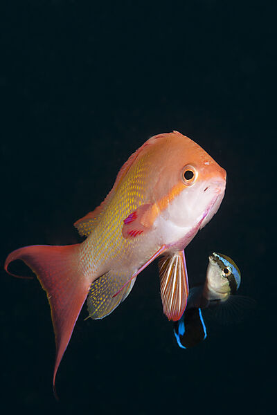 Putzerfisch putz Harems-Fahnenbarsche,  Labroides dimidiatus, Pseudanthias squamipinnis, Nord Male Atoll, Indischer Ozean, Malediven