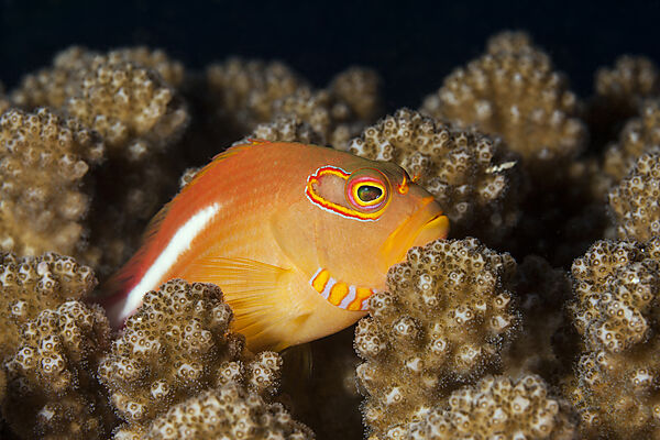 Monokel-Korallenwaechter, Paracirrhites arcatus, Nord Male Atoll, Indischer Ozean, Malediven