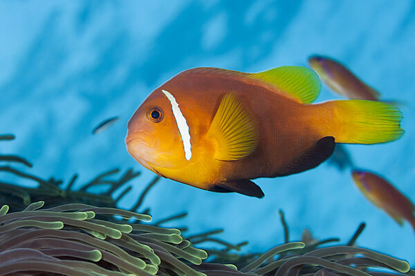 Malediven-Anemonenfische, Amphiprion nigripes, Felidhu Atoll, Indischer Ozean, Malediven