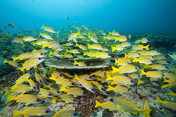 Schwarm Blaustreifen-Schnapper, Lutjanus kasmira, Felidhu Atoll, Indischer Ozean, Malediven