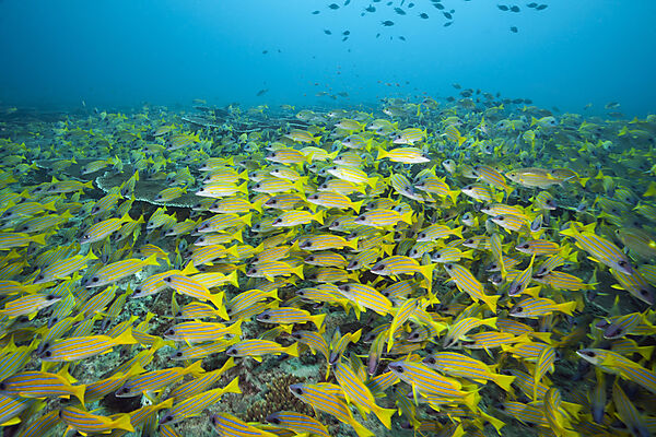 Schwarm Blaustreifen-Schnapper, Lutjanus kasmira, Felidhu Atoll, Indischer Ozean, Malediven