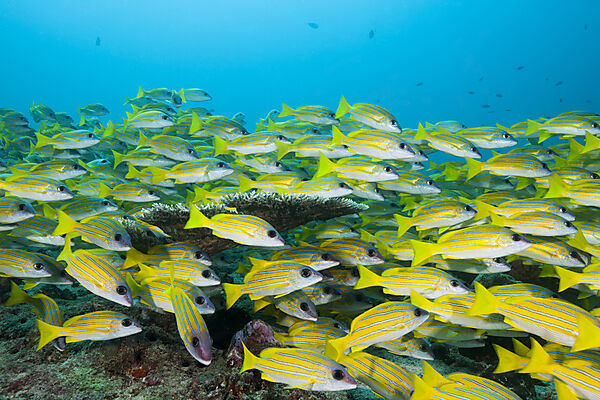 Schwarm Blaustreifen-Schnapper, Lutjanus kasmira, Felidhu Atoll, Indischer Ozean, Malediven