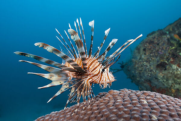 Devil Firefish, Pterois Miles, Felidhu Atoll, Indian Ocean, Maldives