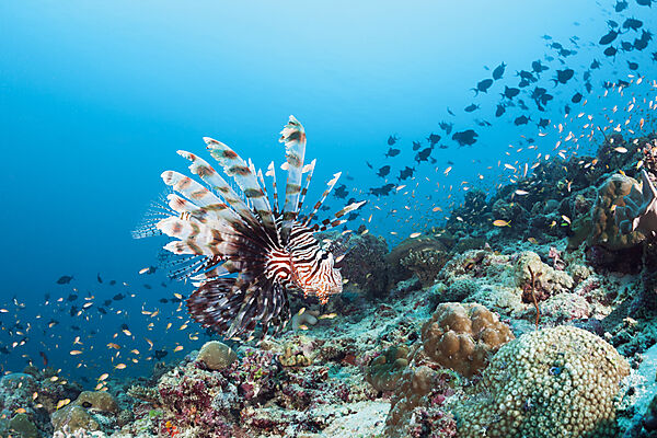 Indischer Rotfeuerfisch, Pterois Miles, Felidhu Atoll, Indischer Ozean, Malediven