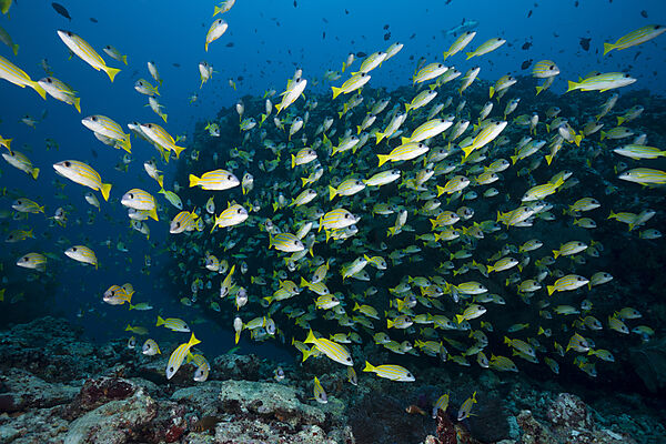 Schwarm Blaustreifen-Schnapper, Lutjanus kasmira, Felidhu Atoll, Indischer Ozean, Malediven