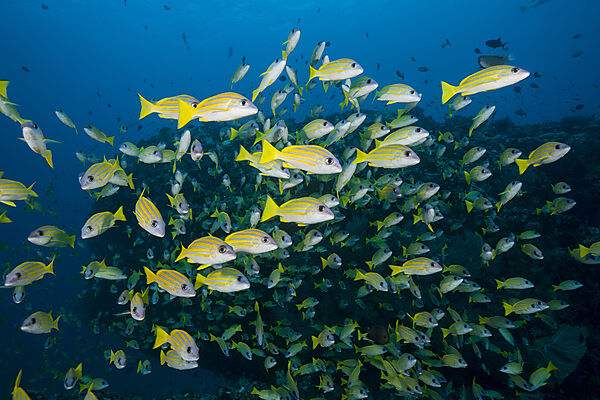 Schwarm Blaustreifen-Schnapper, Lutjanus kasmira, Felidhu Atoll, Indischer Ozean, Malediven