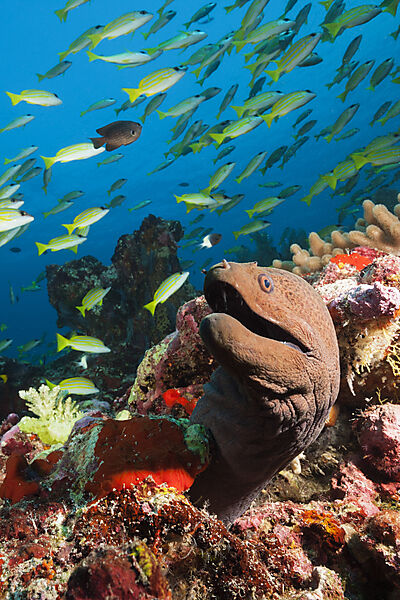 Riesenmuraene, Gymnothorax javanicus, Ari Atoll, Indischer Ozean, Malediven