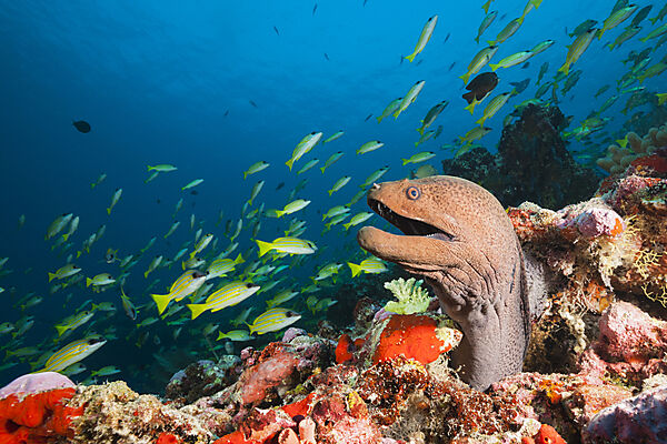Riesenmuraene, Gymnothorax javanicus, Ari Atoll, Indischer Ozean, Malediven