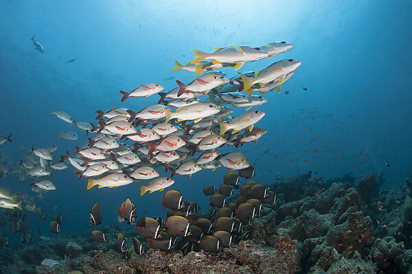 Schwarm Buckel-Schnapper, Lutjanus gibbus, Ari Atoll, Indischer Ozean, Malediven