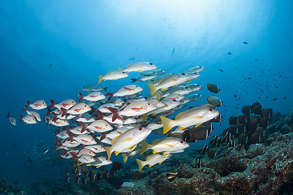 Schwarm Buckel-Schnapper, Lutjanus gibbus, Ari Atoll, Indischer Ozean, Malediven