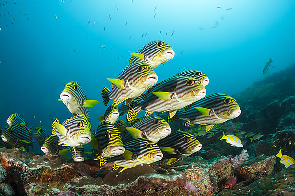 Schwarm Orientalische Suesslippen, Plectorhinchus vittatus, Nord Ari Atoll, Indischer Ozean, Malediven