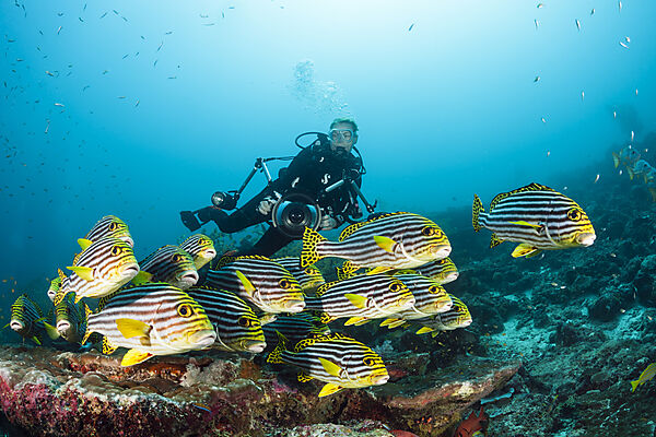 Taucher und Orientalische Suesslippen, Plectorhinchus vittatus, Nord Male Atoll, Malediven