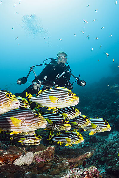Taucher und Orientalische Suesslippen, Plectorhinchus vittatus, Nord Male Atoll, Malediven